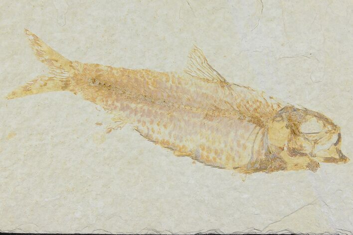 Detailed Fossil Fish (Knightia) - Wyoming #177365